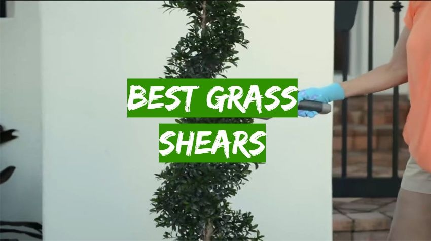 Best Grass Shears