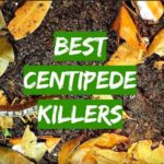 5 Best Centipede Killers