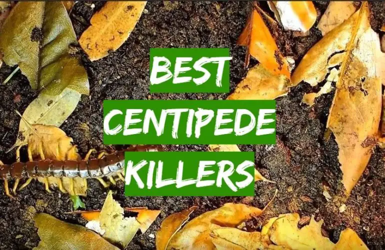 Top 5 Best Centipede Killers [2020 Review] - Grass Killer