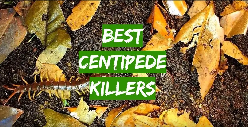 5 Best Centipede Killers