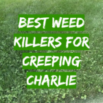 Best Weed Killers For Creeping Charlie