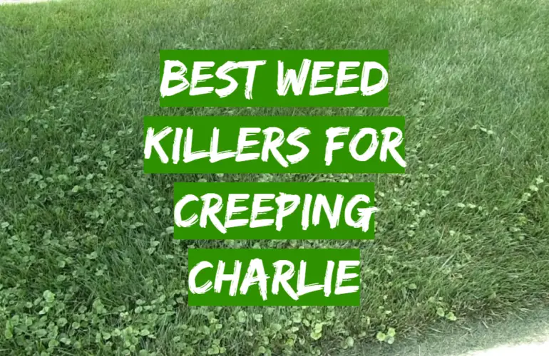 top-5-best-weed-killers-for-creeping-charlie-2021-review-grass-killer