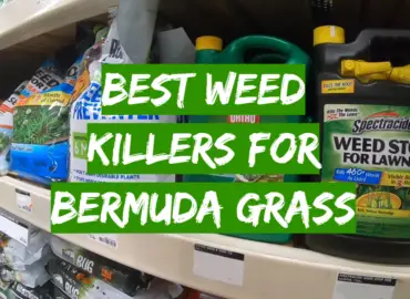 5 Best Weed Killers For Bermuda Grass