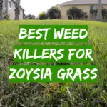5 Best Weed Killers For Zoysia Grass