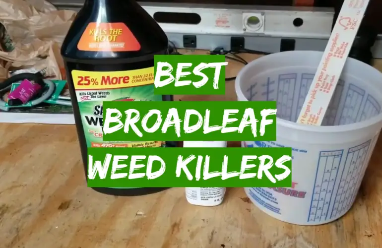 Top 5 Best Broadleaf Weed Killers [2020 Review] Grass Killer