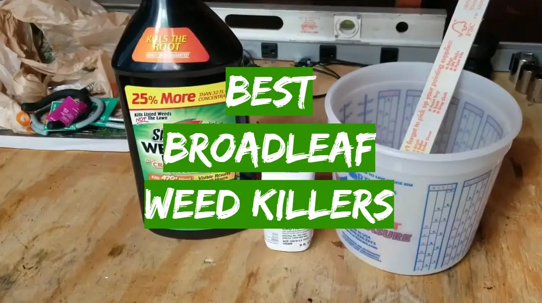 5 Best Broadleaf Weed Killers