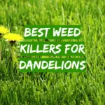 Best Weed Killers For Dandelions