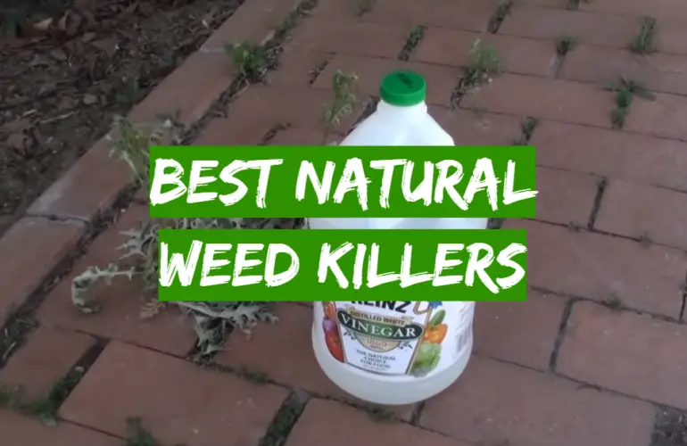 5 Best Natural Weed Killers