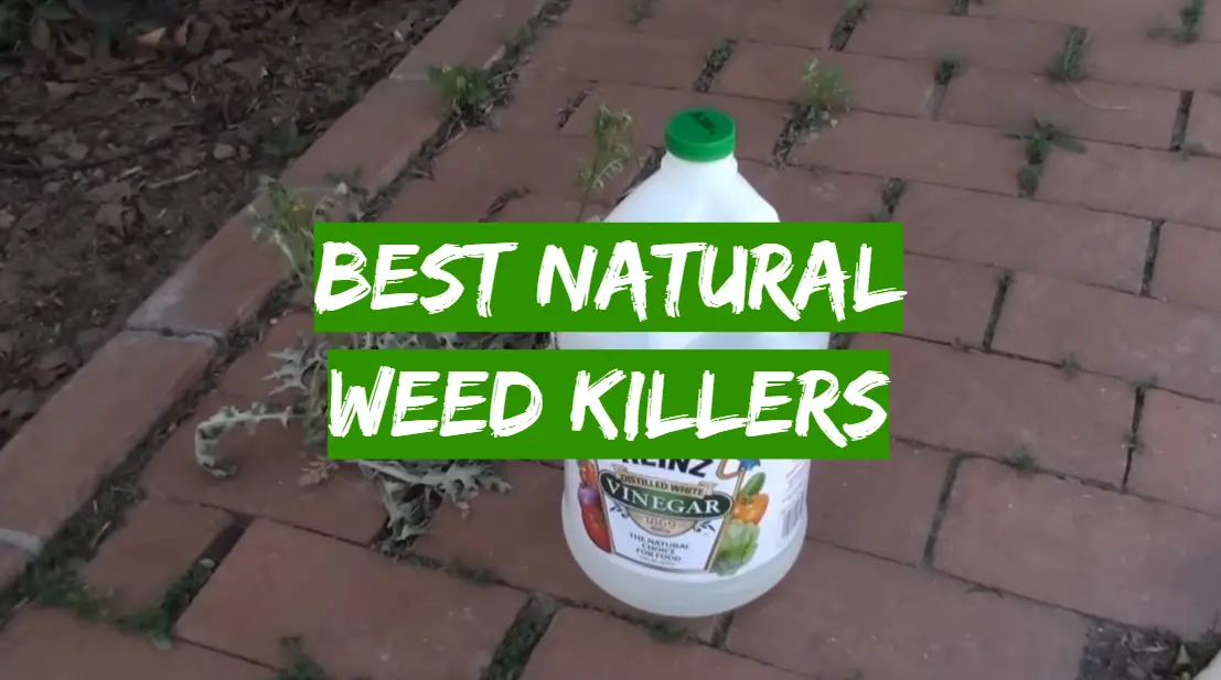 5 Best Natural Weed Killers