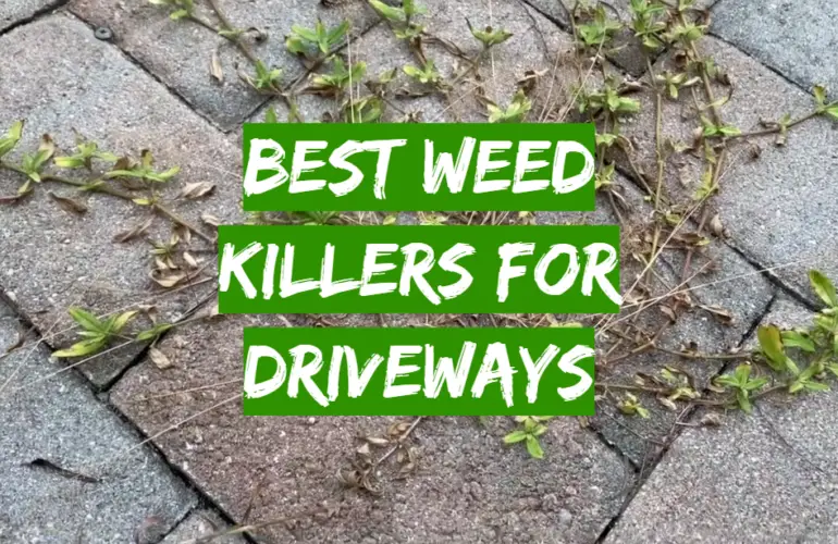 Top 5 Best Weed Killers For Driveways 2021 Review Grass Killer