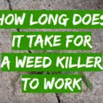 How Long Does it Take for a Weed Killer to Work