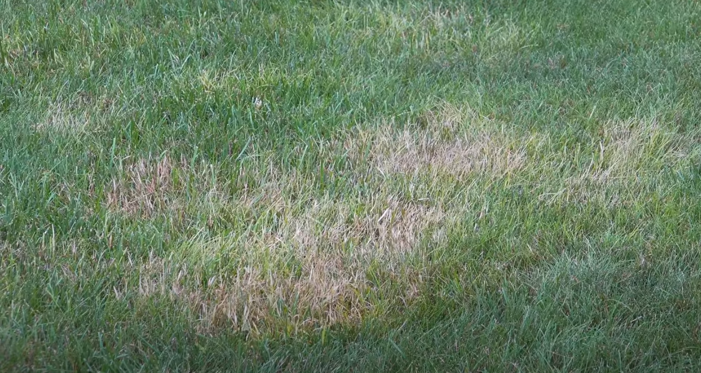 How to Get Rid of Crabgrass without Chemicals and with Herbicides ...