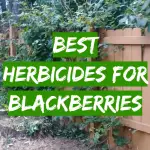 Best Herbicides for Blackberries