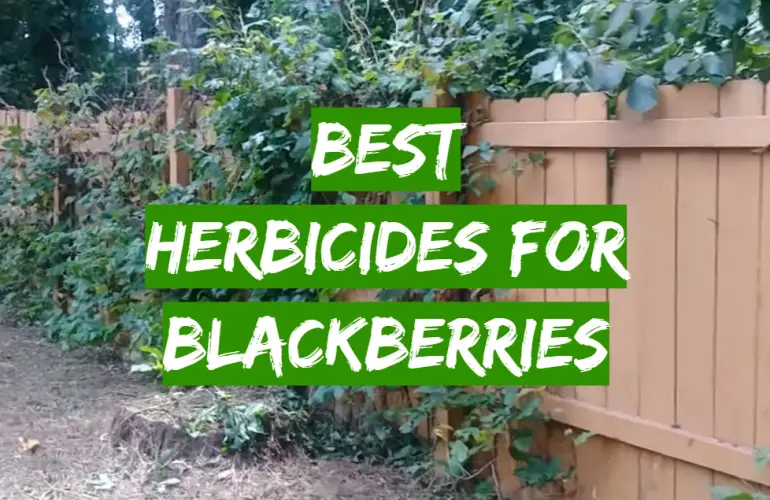 Top 5 Best Herbicides for Blackberries [2020 Review] Grass Killer