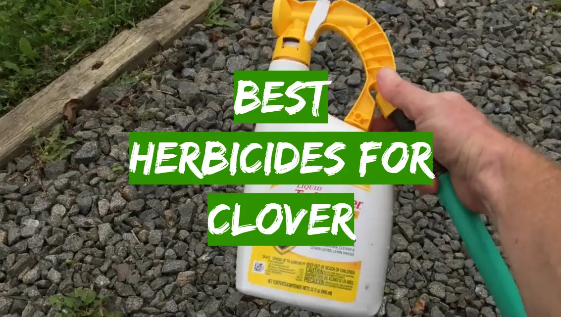 Top 5 Best Herbicides for Clover [2020 Review] - Grass Killer