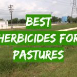Best Herbicides for Pastures