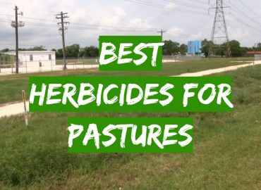 5 Best Herbicides for Pastures