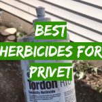 Best Herbicides for Privet