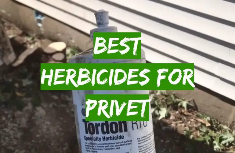 Top 5 Best Herbicides for Privet [2021 Review] Grass Killer