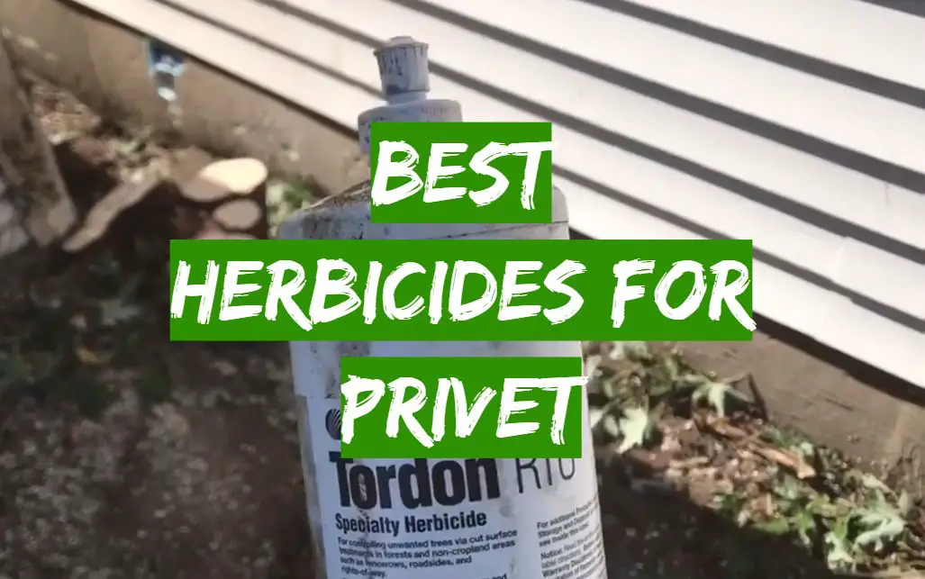 Best Herbicides for Privet
