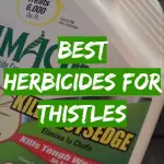 Best Herbicides for Thistles