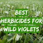 Best Herbicides for Wild Violets