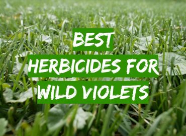 5 Best Herbicides for Wild Violets