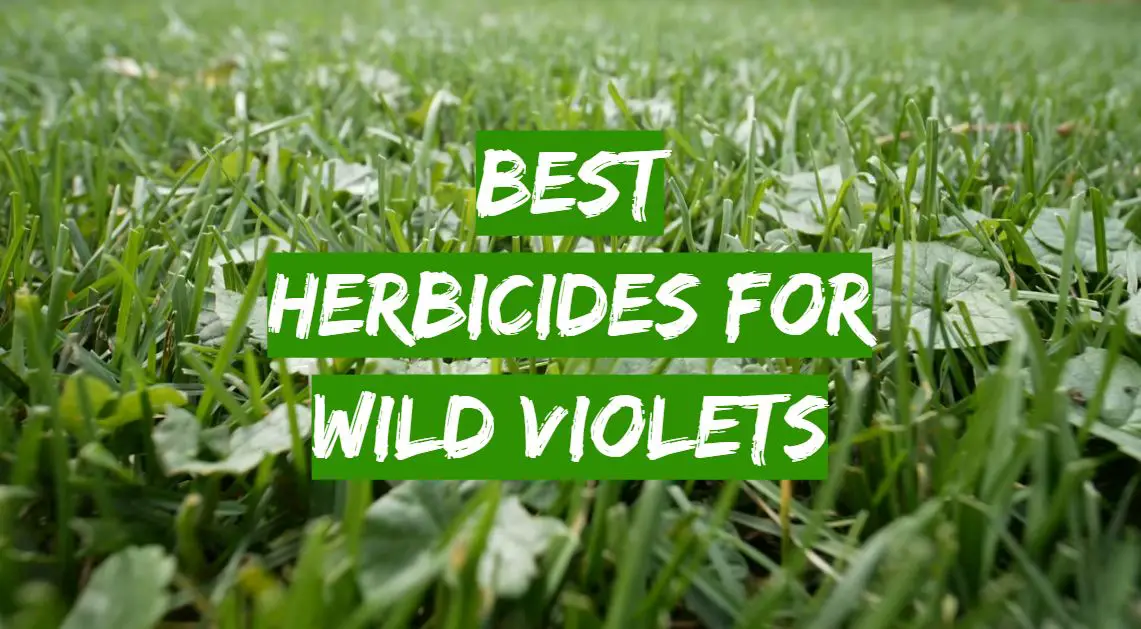Best Herbicides for Wild Violets