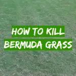 How to Kill Bermuda Grass