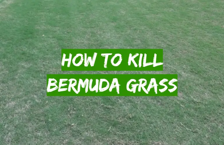 How to Kill Bermuda Grass - Grass Killer