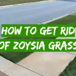 How to get rid of Zoysia grass