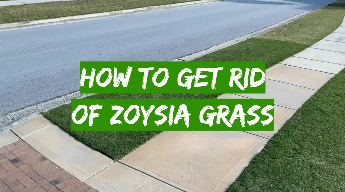 How to get rid of Zoysia grass