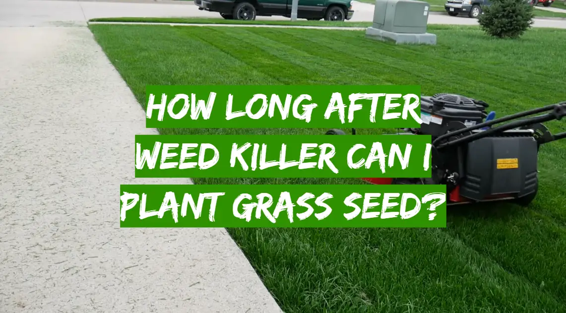 How Long After Weed Killer Can I Plant Grass Seed