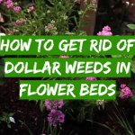 How to get rid of dollar weeds in flower beds