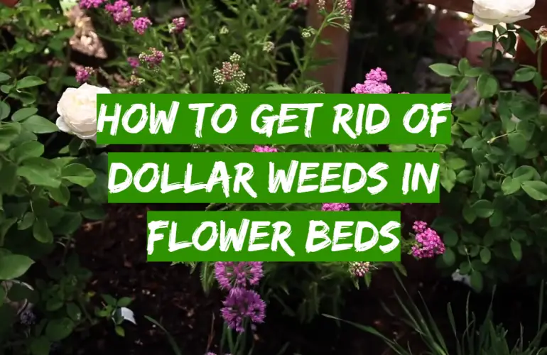 How to Get Rid of Dollar Weeds in Flower Beds? - Grass Killer - How To Get Rid Of Weeds In Flower Beds