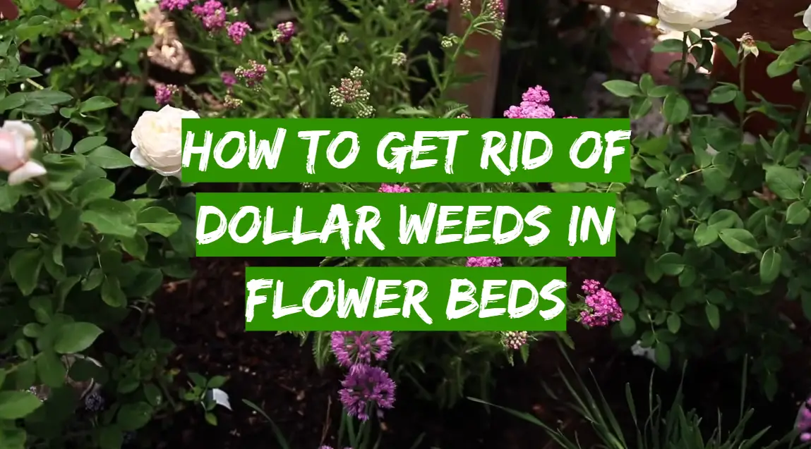 How to get rid of dollar weeds in flower beds