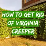 How to get rid of virginia creeper
