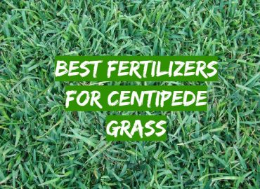5 Best Fertilizers for Centipede Grass