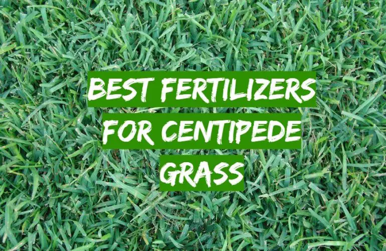 What Is The Best Fertilizer For Centipede Grass In South Carolina