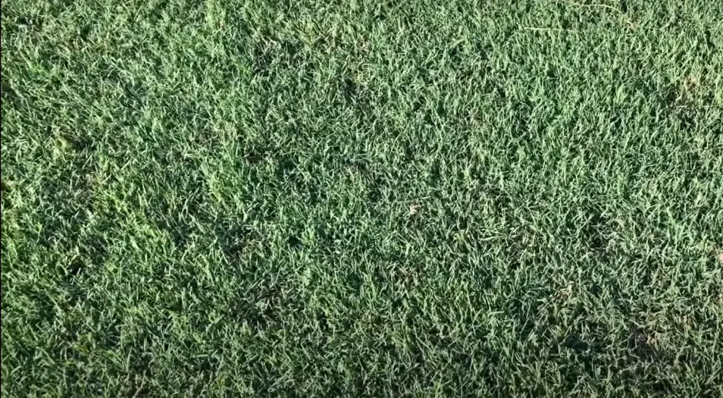 How Does Zoysia Grass Grow?