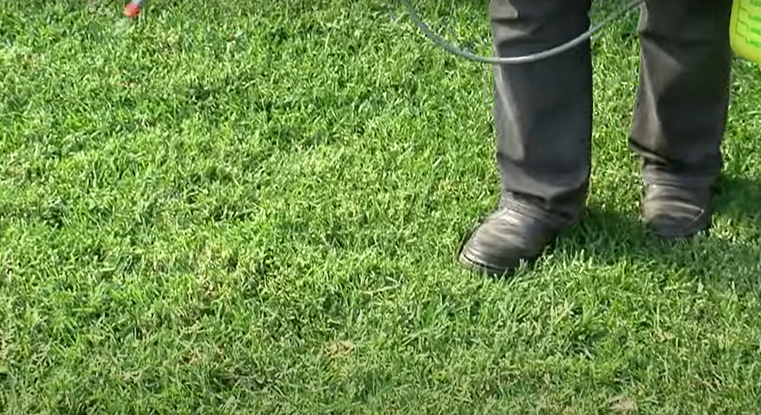 Top 5 Best Fertilizers for Zoysia Grass [October 2023 Review] Grass