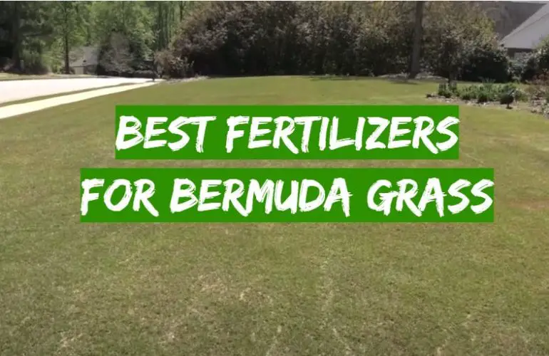 Top 5 Best Fertilizers for Bermuda Grass [2021 Review] Grass Killer