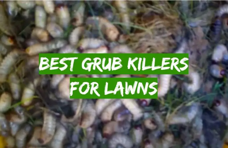 Top 5 Best Grub Killers for Lawns [2021 Review] Grass Killer