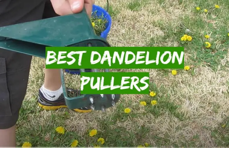 Top 5 Best Dandelion Pullers [2021 Review] Grass Killer