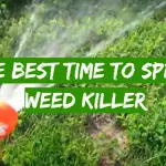 The Best Time to Spray Weed Killer