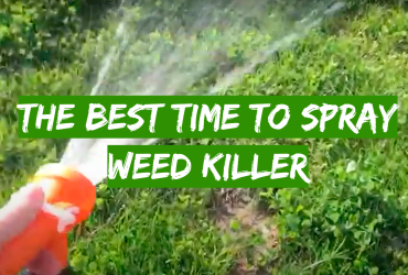 The Best Time to Spray Weed Killer