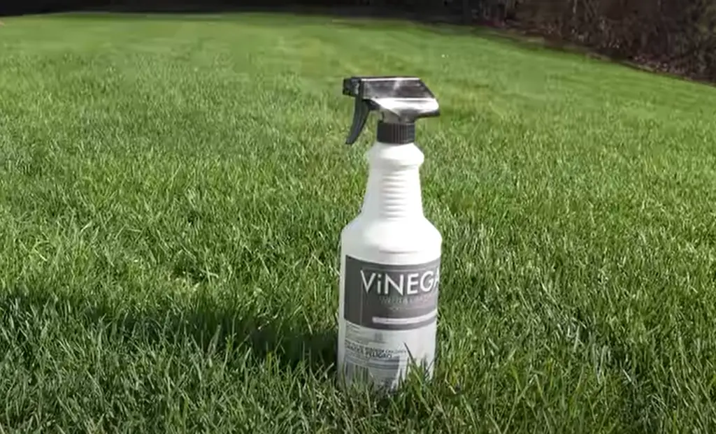 The Best Time to Spray Weed Killer Grass Killer