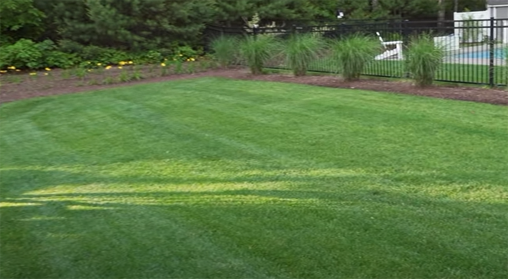 Improve sunlight in the lawn
