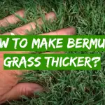 How to Make Bermuda Grass Thicker?