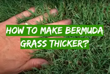 How to Make Bermuda Grass Thicker?